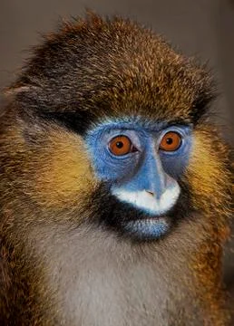 MOUSTAC BLEU cercopithecus cephus Stock Photos