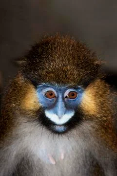 MOUSTAC BLEU cercopithecus cephus Foto stock