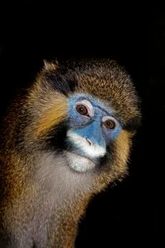 MOUSTAC BLEU cercopithecus cephus Stock Photos