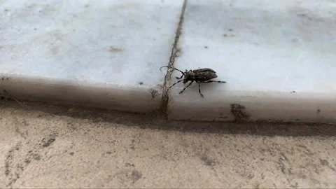 Moustache beetle on the Marble Staircase Stock Footage 312117400