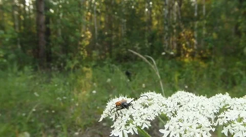 Moustached beetle on small white flowers on a background of forest macro Stock Footage 53268307