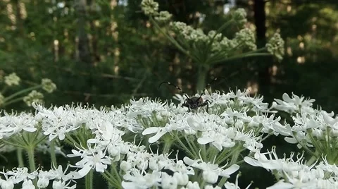 Moustached beetle on a white flower saw the camera  Stock Footage 53266479