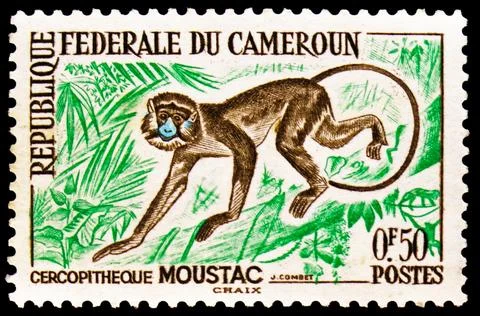 Moustached Guenon (Cercopithecus cephus), Fauna serie, circa 1962 Stock Photos