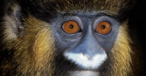 Moustached Monkey or Mustached Monkey, cercopithecus cephus, Portrait of Adult Stock-Footage 67772394