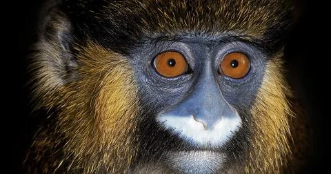 Moustached Monkey or Mustached Monkey, cercopithecus cephus, Portrait of Adul Stock Photos