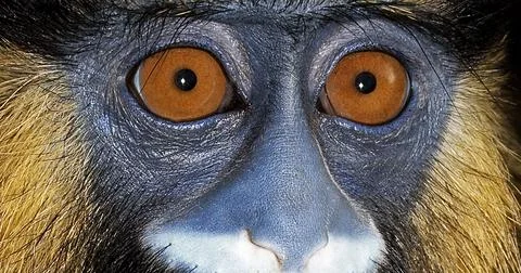 Moustached Monkey or Mustached Monkey, cercopithecus cephus, Portrait of Adul Stock Photos