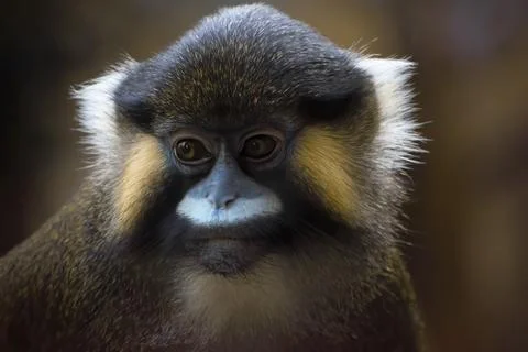 Moustached monkey  portrait in low light.close up face. Stock Photos