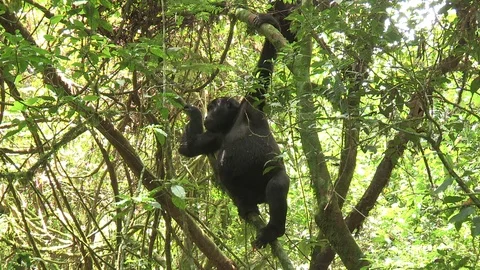 Moutain gorilla hanging in tree - Uganda Video stock 84632622