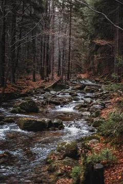 Moutain river stream going through a landscape in Poland national park, in a for Stock Photos