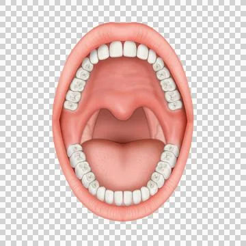 Mouth 2 Stock Illustration