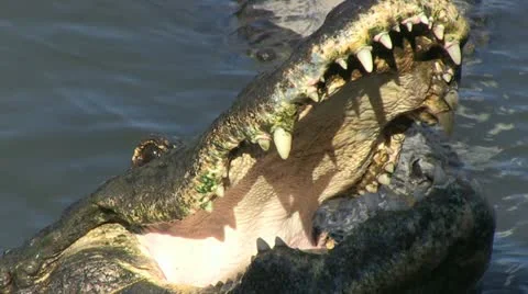 Mouth of an alligator Stock Footage 12382579