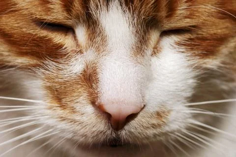 Mouth cat Stock Photos
