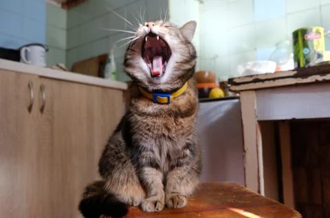 In the mouth of a cat Stock Photos