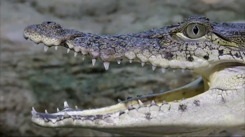 Mouth of a crocodile  스톡 동영상 79464600