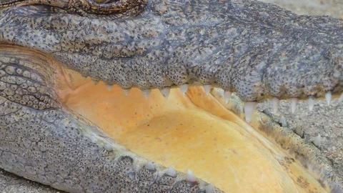 Mouth of crocodile. Stock Footage 117444537