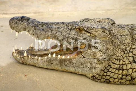 The mouth of a crocodile Stock Photos