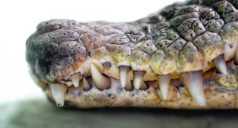 Mouth of a crocodile with sharp fangs close up Stock Photos