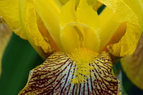 Mouth of the Iris Stock Photos