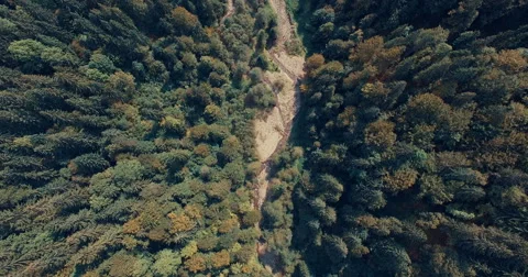 Mouth of the mountain river through the forest Stock Footage 67461752
