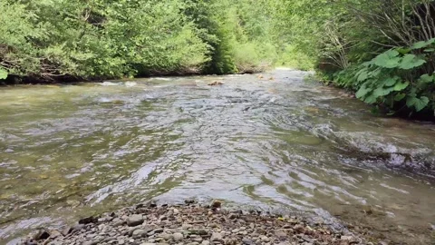 Mouth of a small stream into the river Bistritz, Romania Stock Footage 246760725
