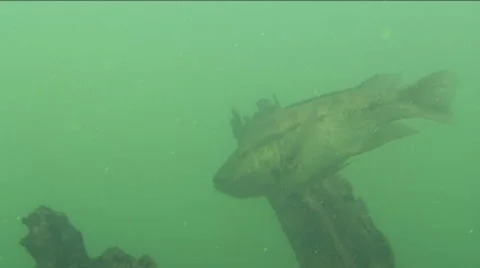 Mouthbrooder Stock Footage 944775