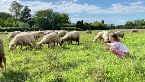 Moutons Stock Footage 326300483