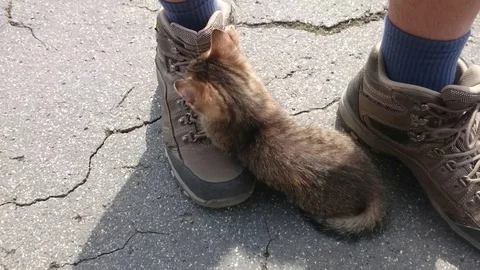 MOV 2864 스톡 동영상 121398442