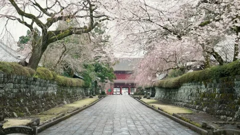 Move ahead and admire the cherry blossoms along the roadside at Taisekiji temple Stock-Footage 271007408