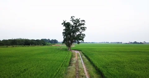 Move along footpath beside two paddy fields Stock Footage 83672991
