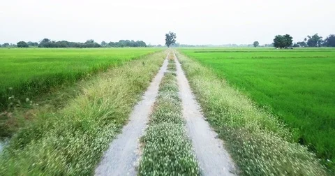 Move along footpath beside two paddy fields Stock Footage 83674442