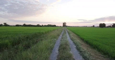 Move along footpath beside two paddy fields Stock Footage 83746690