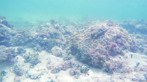 Move along Reef Underwater Stock Footage 57751934