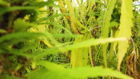 Move Around Close Up Of CBD Hemp Plants In Field On Overcast Day Stock Footage 199199957