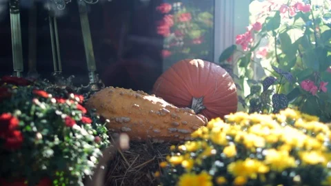 Move back sunlight through gords flowers and a pumpkin fall.mov Stock Footage 95777428