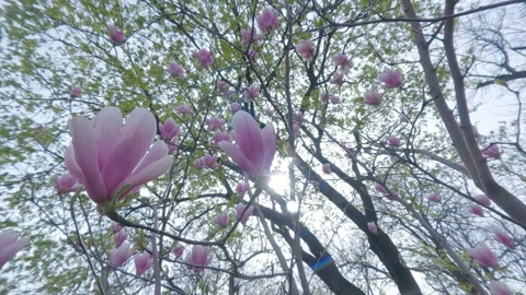 Move backward between large pink Magnolia flowers with bright sunlight shining Stock Footage 331973386