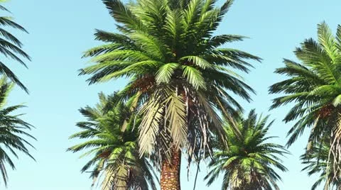 Move beside palms plus alpha Video stock 18007908