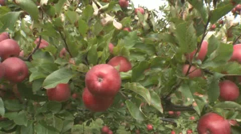 Move into a close up of a red apple Stock Footage 10856486