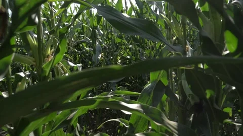Move in corn field agriculture Stock Footage 141742647