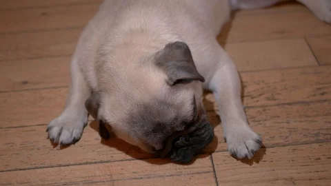 Move down to close up of pug puppy sleeping Stock Footage 103626723