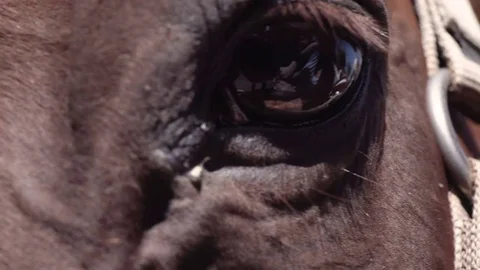 Move Down Horse's Head to Eye Stock-Footage 79468696