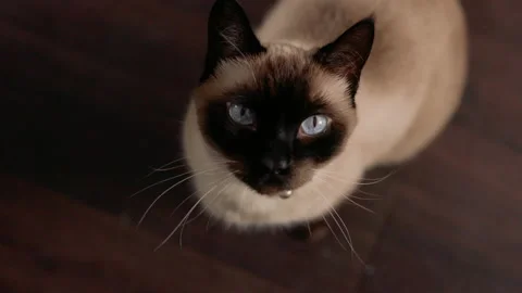 Move Down Towards Cat Looking Up Slow Motion Stock Footage 147362402