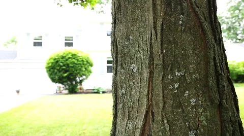 Move Down Tree Trunk Stock Footage 57751019