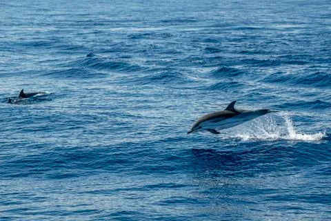 Move effect on striped dolphin jumping outside the sea Stock Photos