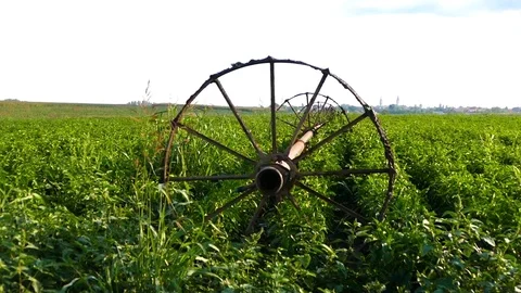 Move irrigation system in peppers field. Stock Footage 83548212