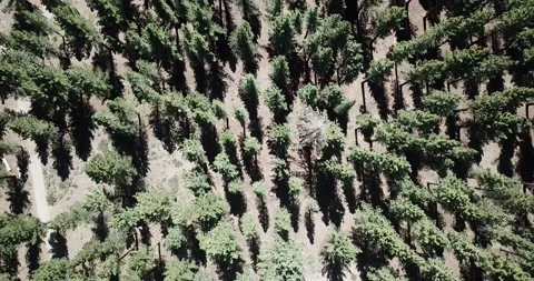 Move Laterally with Top Down Aerial View of Inyo National Forest Video stock 219581505