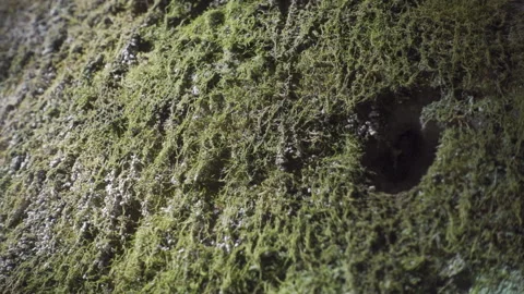 Move left along wall moss light day temple ancient ruins Stock Footage 229825606