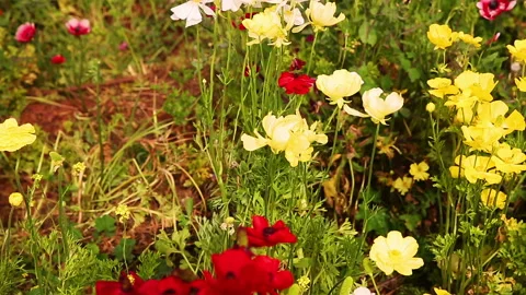 The move left multi-colored anemones Stock Footage 98086314