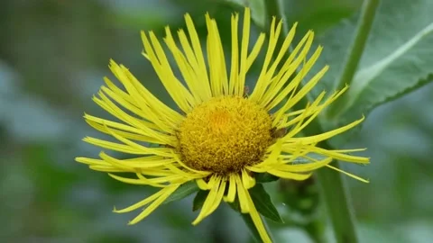 Move from left to right over young elecampane flower. Stock Footage 166806136
