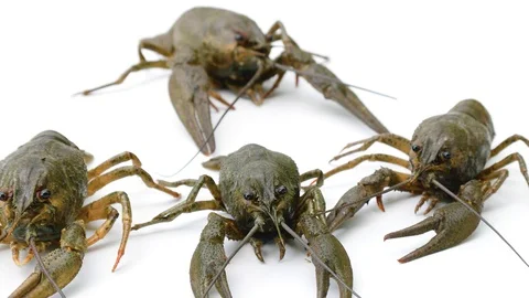 Move live crayfish on a white background Stock Footage 92006453