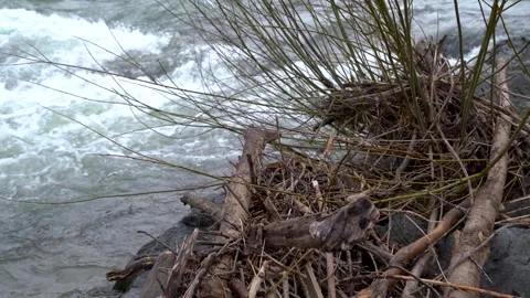 Move over driftwood on river with high water rapids Stock Footage 263629972